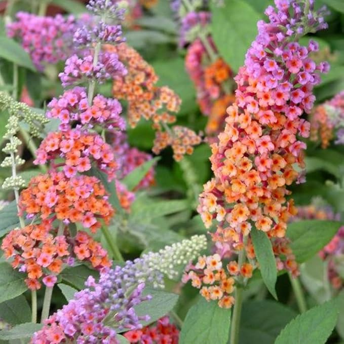 Butterfly Bush Seeds for Planting, 310 PCS – Perennial Buddleja Flower Pollinator-Friendly Shrub Seeds for Outdoor Garden