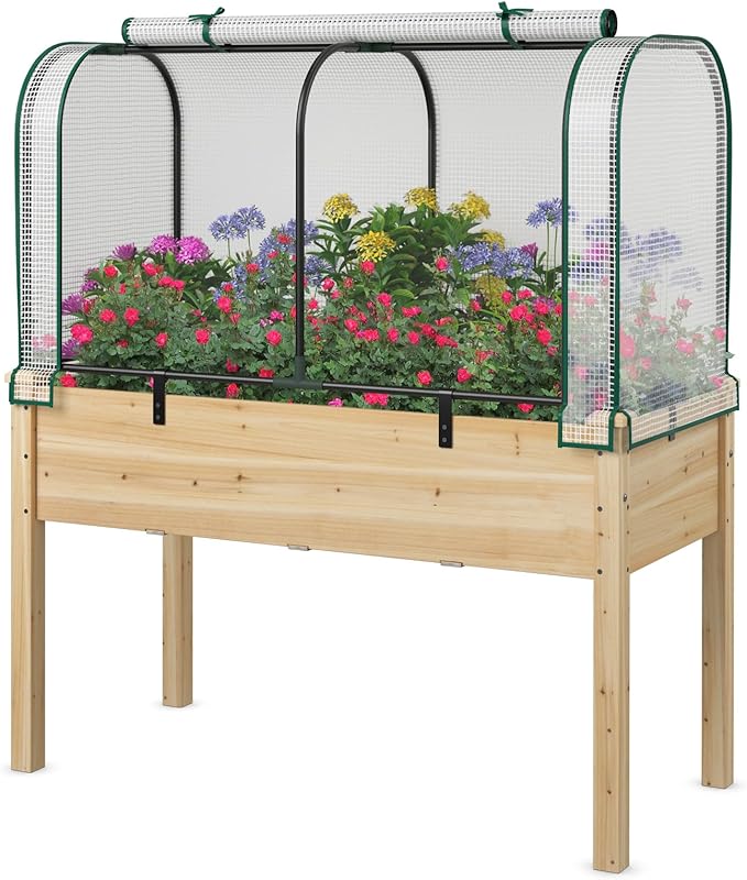 Raised Garden Bed with Greenhouse, Waterproof Sun-Protective Green House with Roll-Up Door & Electroplated Metal Frame, Pine Wood Elevated Planter Box with Drainage Holes(White+Natural)