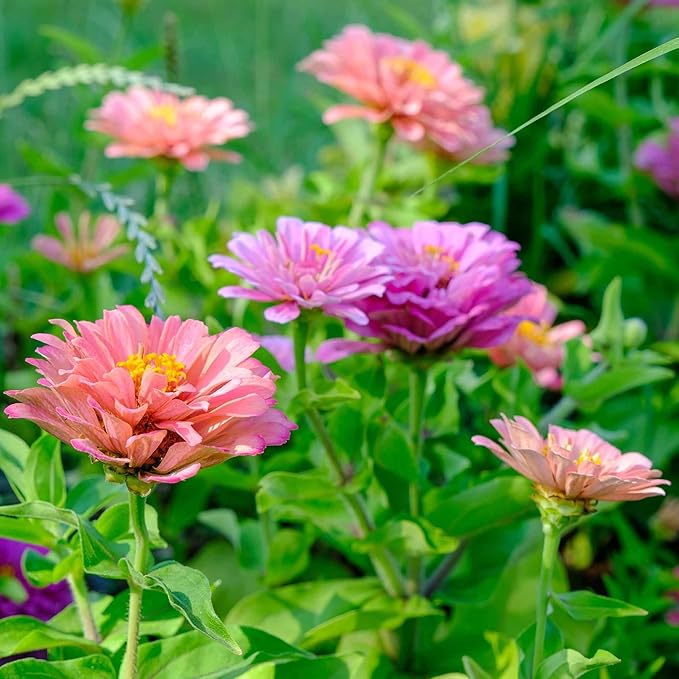 Eden Brothers Zinnia Seeds - Art Deco Mix, Non-GMO Seeds for Planting, Packet | Low-Maintenance Flower Seeds, Plant During Spring, Zones 3, 4, 5, 6, 7, 8, 9, 10