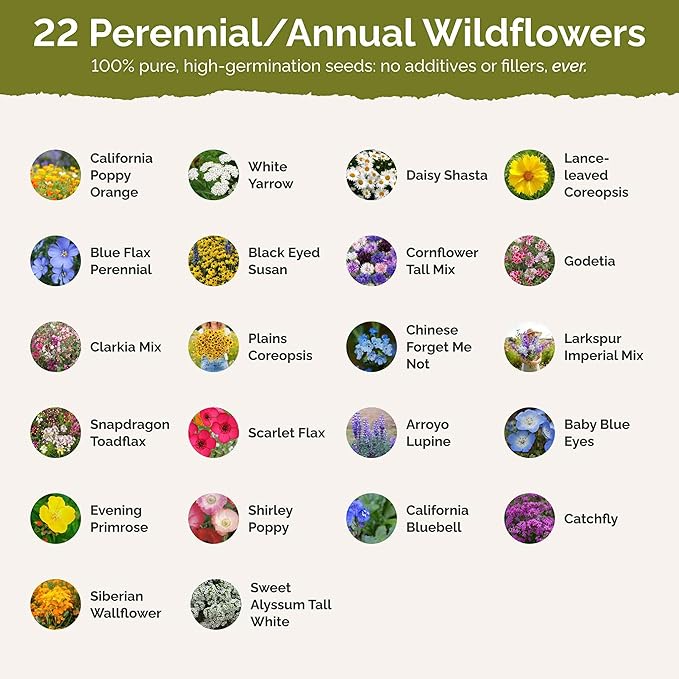 Eden Brothers California Wildflower Mixed Seeds for Planting, 5 lb, 2,400,000+ Seeds with Black Eyed Susan, Shasta Daisy | Attracts Pollinators, Plant in Spring or Fall, Zones 3, 4, 5, 6, 7, 8, 9, 10