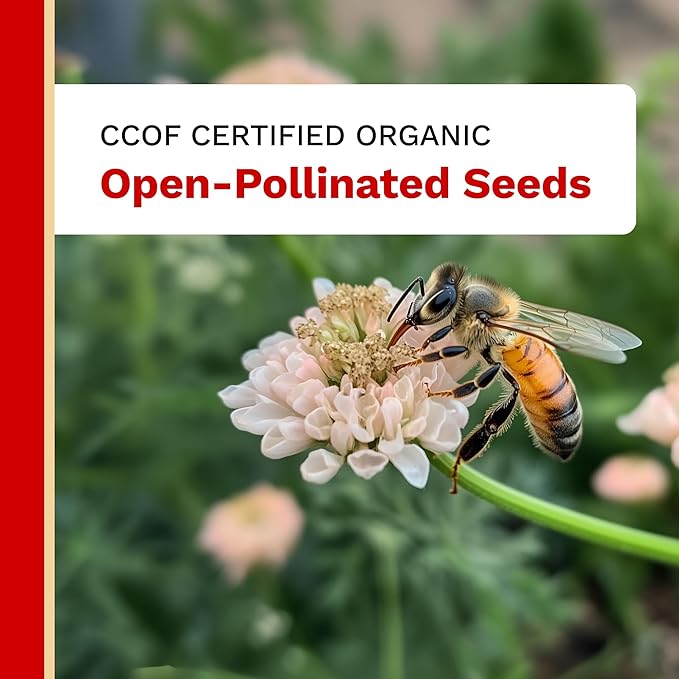The Harvest Company Organic California Wonder Sweet Pepper Seeds – USDA & CCOF Certified Organic, Non-GMO, Open-Pollinated Pepper Seeds for Indoor & Outdoor Gardening