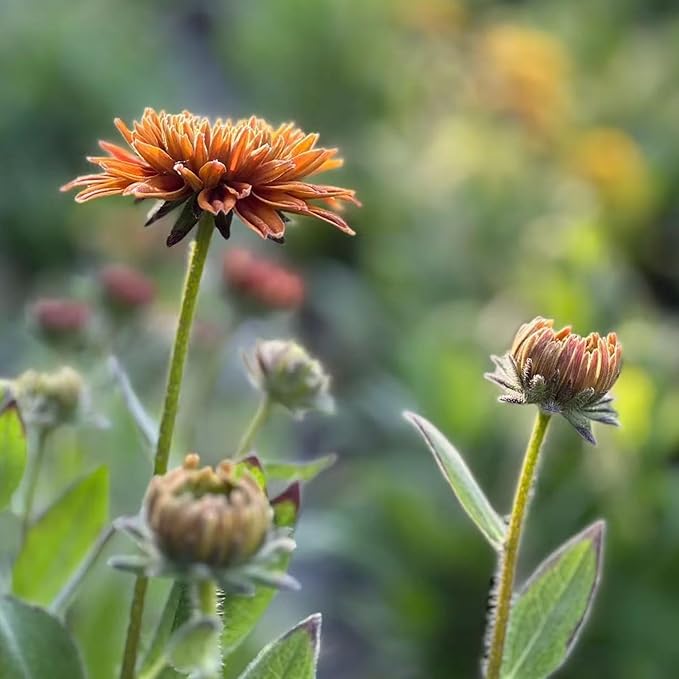 500 Black Eyed Susan Seeds – Rustic Orange & Yellow Rudbeckia Autumn Garden Flower, Heirloom, Non-GMO