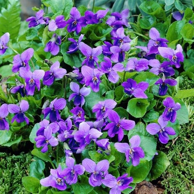 300+ Perennial Sweet Violet Flower Seeds for Planting Outdoors Non-GMO Heirloom