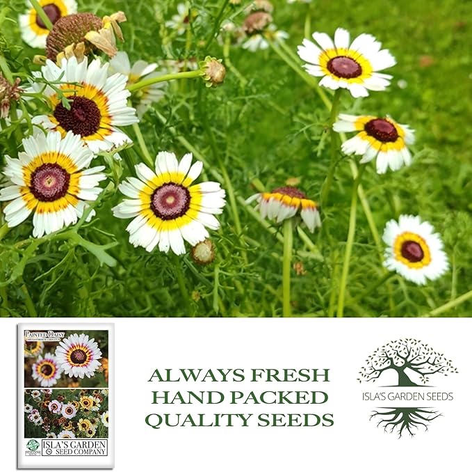Painted Daisy Flower Seeds (Chrysanthemum carinatum) – 500+ Non-GMO Heirloom Seeds by Isla’s Garden Seeds, Bold Multicolor Blooms, Great for Borders, Pollinator-Friendly, Cottage Gardens
