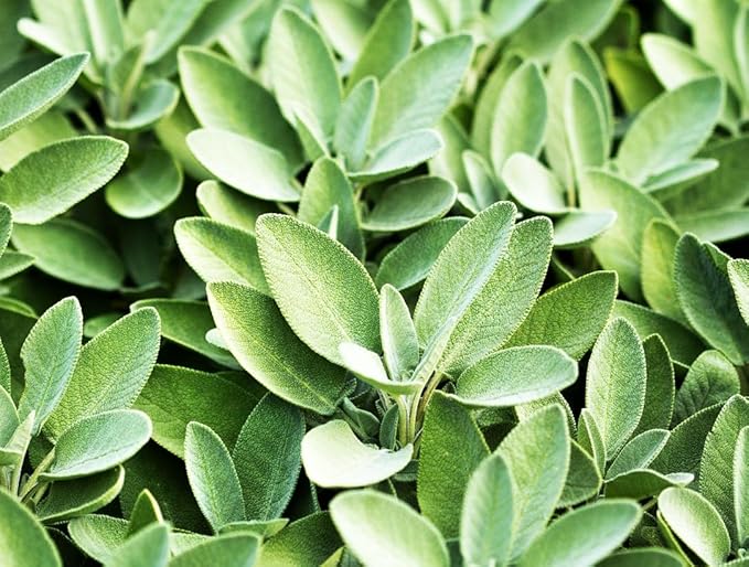 75 pcs Purple Sage Seeds for Planting Broad Leaved Herbs - Non-GMO Heirloom Culinary Perennial Garden Indoors or Outdoors