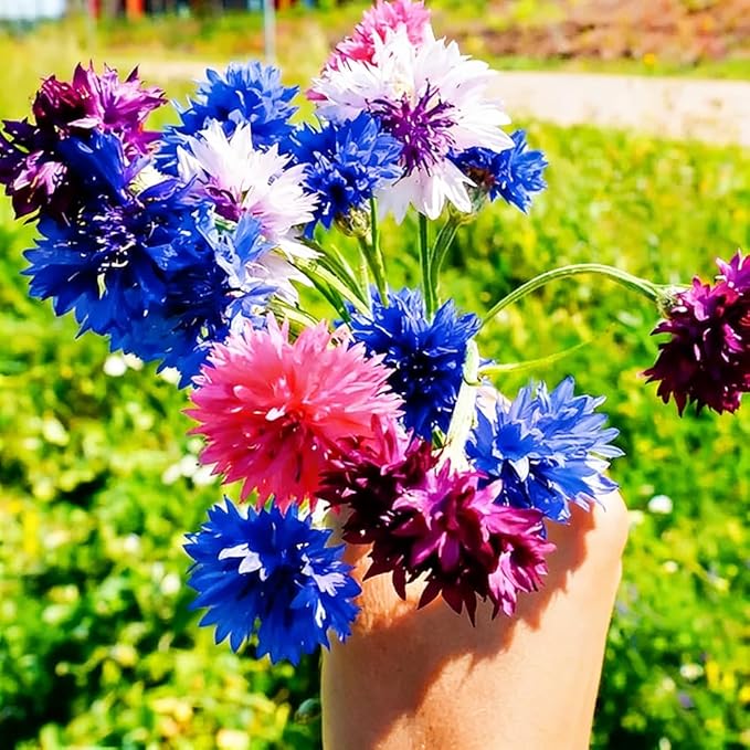 1107+ Perennial Cornflower Seeds Mix for Planting,Dwarf Colorful Cornflower Seeds Corn Flowers Seed Non-GMO Heirloom Plant Seed Home Garden