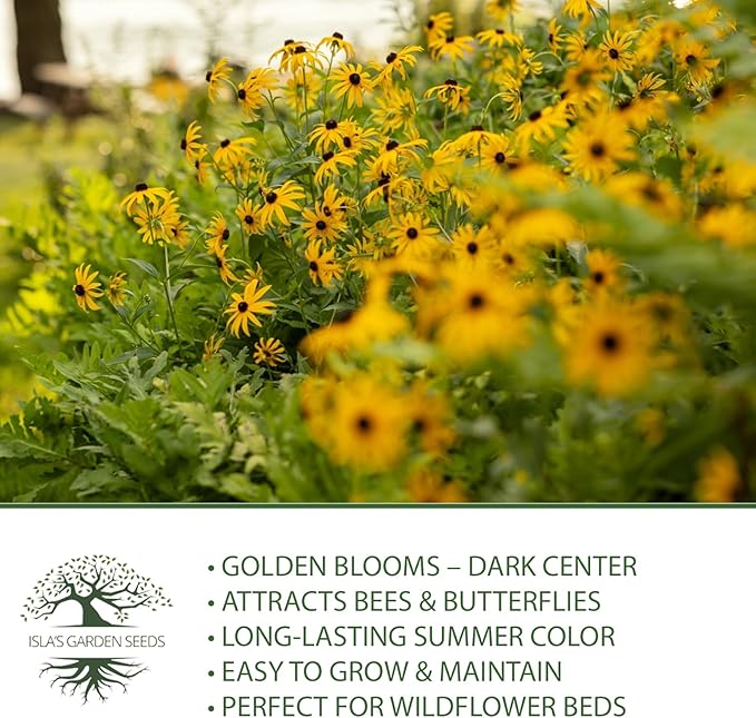 Black Eyed Susan Seeds (Rudbeckia hirta) – 3000+ Non-GMO & Heirloom Flower Seeds, Bright Yellow Blooms with Dark Centers, by Isla’s Garden Seeds, Great for Pollinators & Wildflower Gardens