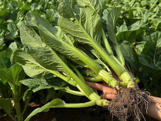 4000 Organic Choy Sum Seeds – Cải Ngồng – Yu Choy – Flowering Chinese Cabbage Seeds – Non-GMO, Heirloom, Made in USA - 99% Germination Rate, Vegetable for Yard & Garden Planting