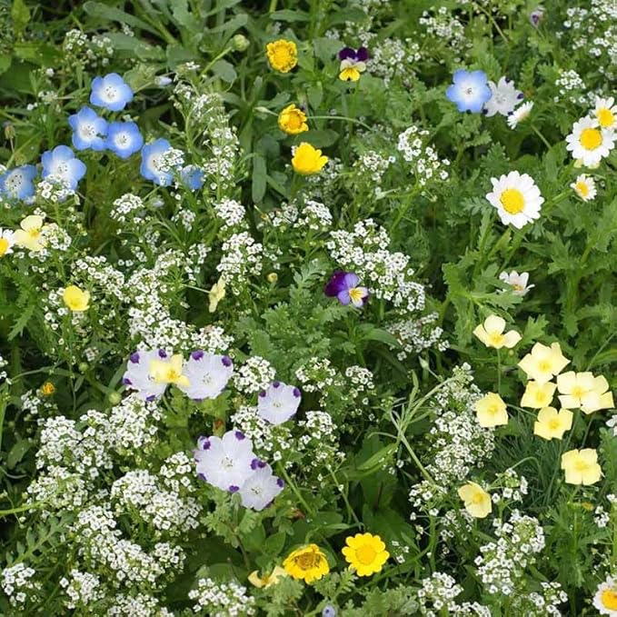 Eden Brothers Flowering Alternative Lawn Flower Seed Mix
