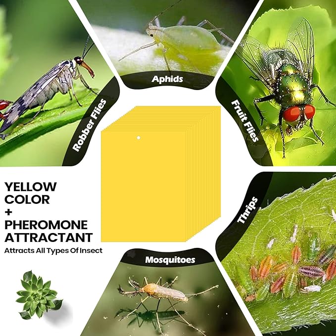 Qualirey 700 Pcs 6 x 8 Inch Yellow Sticky Traps for Plant Double Sided Sticky Trap with Twist Ties Fly Traps for Fruit Insect Fungus Bugs Indoor Outdoor