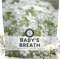Baby’s Breath – 22,000 Seeds for Planting – 2026 Season – 1 Ounce Pouch