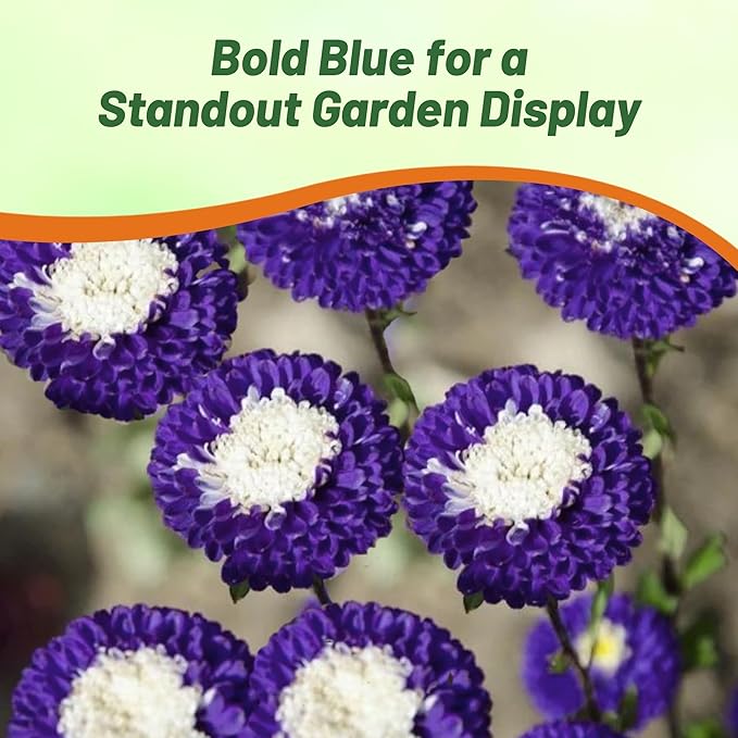 Outsidepride Tall Pompon Blue Aster Seeds - 1000 Pcs. Annual, Hardy & Pollinator Friendly Flower Seeds for Planting Vibrant Disc-Shaped Blue Blooms, Ideal for Meadows & Aesthetic Gardens