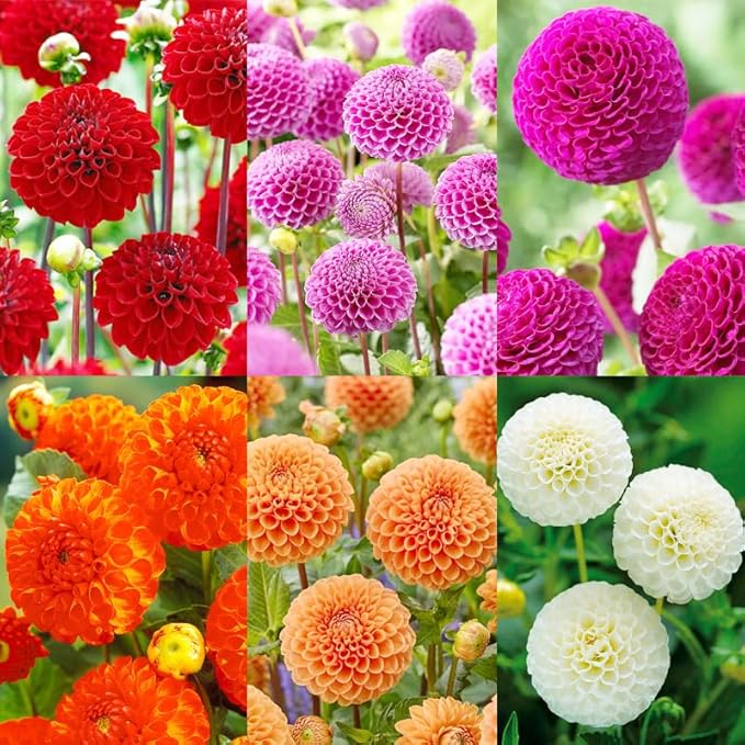 500+Perennial Dahlia Pompon Flower Seeds for Planting Outdoor-Dahlia Seeds Attracts Bees&Butterflies Non-GMO Heirloom