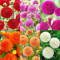 500+Perennial Dahlia Pompon Flower Seeds for Planting Outdoor-Dahlia Seeds Attracts Bees&Butterflies Non-GMO Heirloom