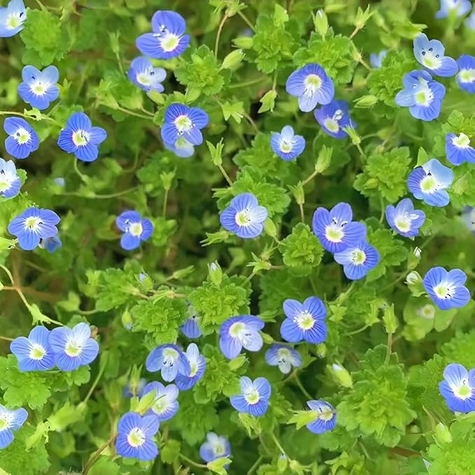 Speedwell Flower Seeds 500pcs – Easy-Grow Veronica Perennials – Drought-Tolerant, Pollinator-Friendly Blooms for Outdoor Planting & Landscaping