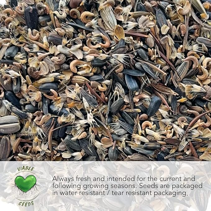 Seed Needs Cornflower Seeds for Planting Tall White Bachelor's Button Wildflowers - Heirloom & Open Pollinated Flowers to Plant and Grow an Outdoor Home Grown Butterfly Garden (1 Pack)