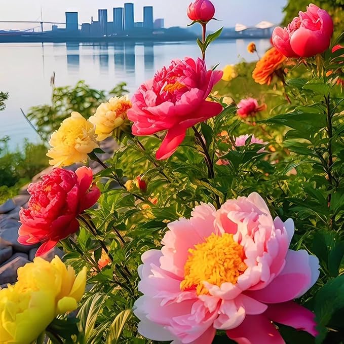 100Pcs Peony Flower Seeds – Premium Peony Seeds for Planting – Easy to Grow Fragrant Garden Flowers for Outdoor, Yard, Patio & Landscaping Decoration