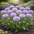 450+ Cornflower Seeds for Planting Outdoors – Heirloom Non-GMO Wildflower Seeds, Easy Grow Pollinator Friendly Garden Flowers for Spring Planting (Purple,450)
