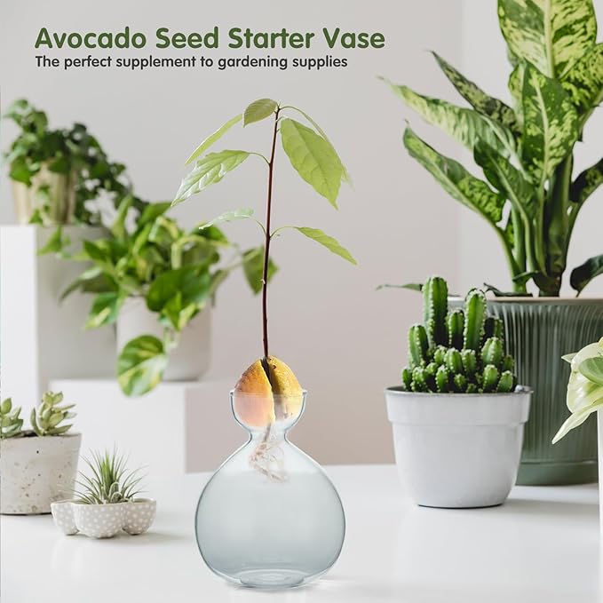 2PCS Avocado Vase Grow Glass Bulb Vases Acorn Seed Starter Vase Avocados Pit Planter Pot for Gardening Lover Indoor Hydroponics