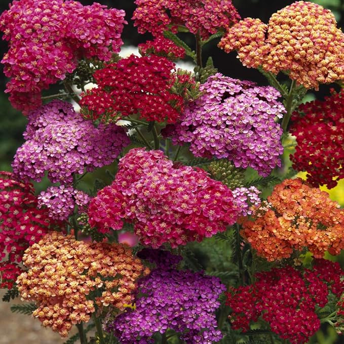 Outsidepride Summer Berries Mix Yarrow Seeds – 2000 Pcs. Perennial, Versatile, Clump-Forming, & Drought Tolerant Flower Seeds for Planting Fragrant & Vibrant Blooms, Ideal for Pollinator Gardens