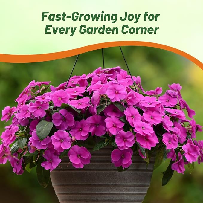 Outsidepride Premium Violet Impatiens Flower Seeds - 100 Pcs Annual, Compact & Pollinator Friendly, Impatiens Seeds for Planting w/Vibrant, Abundant Blooms for Shade Gardens & Container Displays