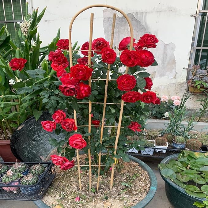 Bamboo Trellis,U-Shape Bamboo Trellis,4Feet,3pack,for Climbing Plants Outdoor Bamboo,for,Climbing Plants,Tomato, Vegetables,Flowers, Beans, Cucumber,Indoor Potted Climb Plants