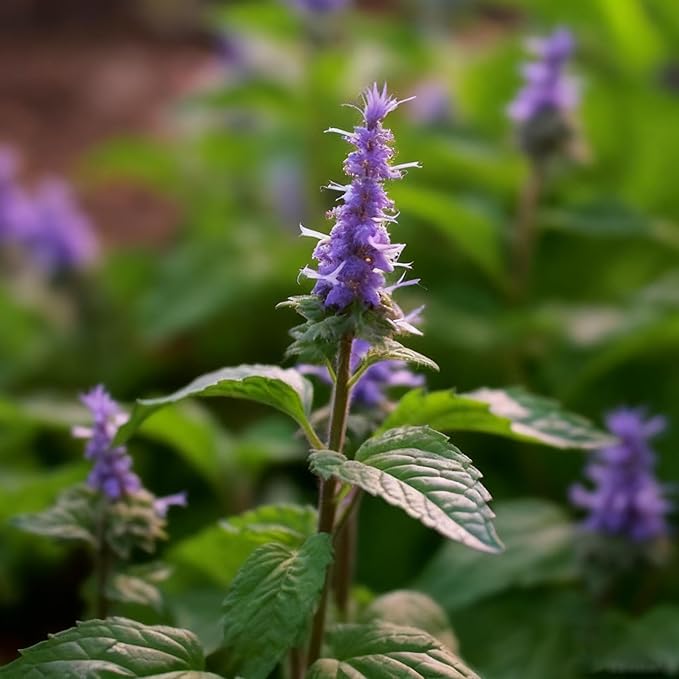 Hyssop Seeds for Planting,Rare Hummingbird Mint Flower Seed, 100+ Agastache Flower Seeds, Perennial Flower Plants, Non-GMO Fragrant Agastache Seed for Outdoor Garden