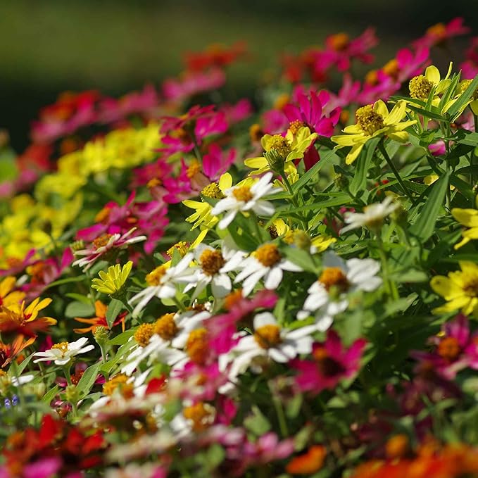 Eden Brothers Zinnia Seeds - Profusion Mix, Non-GMO Seeds for Planting, Packet | Low-Maintenance Flower Seeds, Plant During Spring, Zones 3, 4, 5, 6, 7, 8, 9, 10