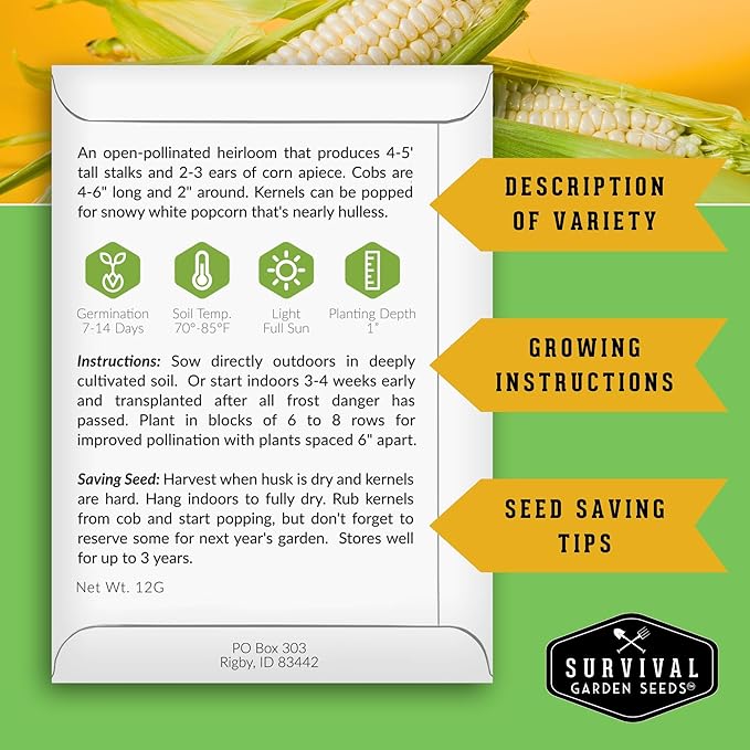 Survival Garden Seeds - Japanese Hulless Popcorn Seed for Planting - 2 Packets with Instructions to Plant and Grow Delicious Kernel Popcorn in Your Home Vegetable Garden - Non-GMO Heirloom Variety