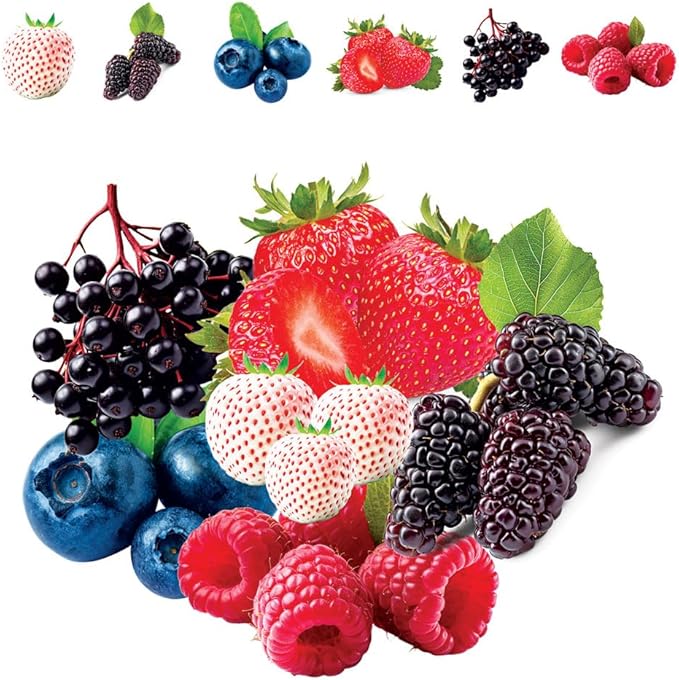 Fruit Garden Seeds Kit for Growing - Elderberry, Blueberry, Red Strawberry, White Strawberry, Raspberry, Mulberry. 100 Seeds of Each Fruit - Packaged Individually
