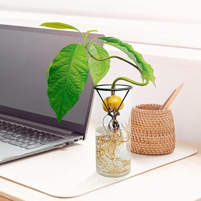 Avocado Vase for Growing - Avocado Seed Starter Vase Rack for Mason Jar of Wide-Mouth 4Pcs, Avocado Seed Holder Triangular Metal Bracket for Family Friends (3 Pcs Vase Set)