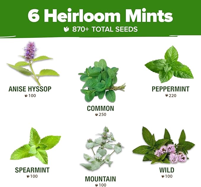 HOME GROWN Mint Seeds Variety Pack - 870+ Heirloom Non-GMO USA Peppermint, Spearmint & More - Herb Seeds for Planting Indoor Outdoor Garden - Fresh Mint for Tea & Cooking