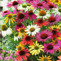 300+ Mixed Color Echinacea Seeds-Perennial Coneflower Seeds-Coneflowers Seed Non-GMO Perennials Plants, Pollinators & Cut Flowers for Garden