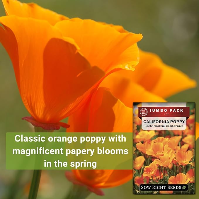 Sow Right Seeds - California Poppy Seeds for Planting - 1 Ounce, 21,000 Seeds - Non-GMO Heirloom Jumbo Pack with Instructions to Grow a Beautiful Flower Garden - Grow an Abundance of Orange Blooms