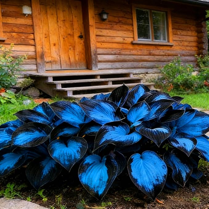 Hosta Seeds for Planting, 290+pcs Rare Perennial Hosta Flower Seeds Plants, Non-GMO Heirloom Long Blooming Plants Shaded Entry Pathway Rare Flowers for Garden Outdoors
