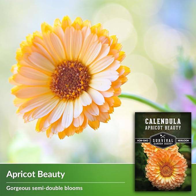 Apricot Beauty Calendula Seeds for Planting – Heirloom Flower with Soft Peach & Pastel Blooms – Edible Flowers, Medicinal Pot Marigold – Survival Garden Seeds (1 Pack)