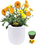 Hydroponic Growing Kit, Self-Watering Garden Starter Kit with White Ceramic Pot and Seeds (Calendula)