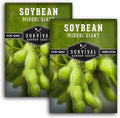 Midori Giant Soybean Seeds for Planting - Grow Protein-Rich Edamame Pods in Your Home Vegetable Garden - Non-GMO Heirloom Soy Bean - Survival Garden Seeds (2 Packs)