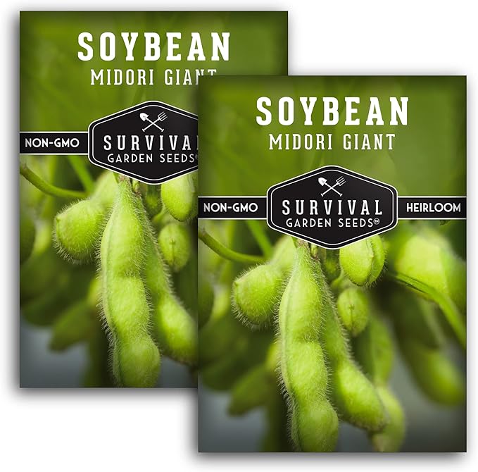 Midori Giant Soybean Seeds for Planting - Grow Protein-Rich Edamame Pods in Your Home Vegetable Garden - Non-GMO Heirloom Soy Bean - Survival Garden Seeds (2 Packs)