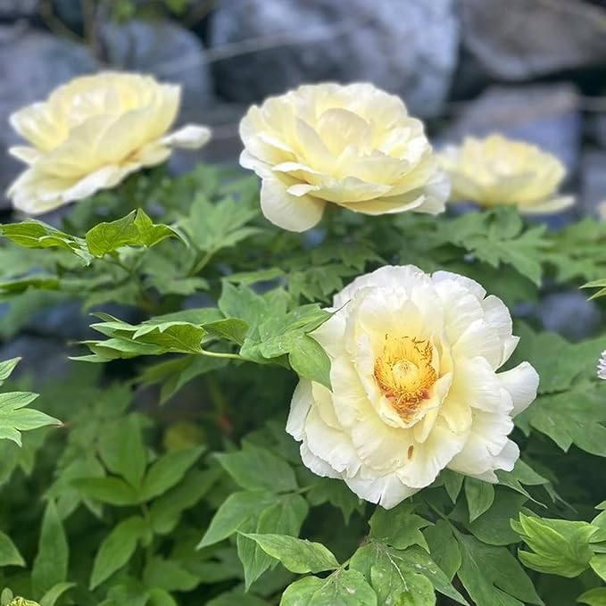 Mix Peony Seeds for Planting, 100+pcs Rare Perennial Peony Flower Seeds Plants, Non-GMO Heirloom Attracts Pollinators Blooms Flowers Plants for Home Garden Outdoors