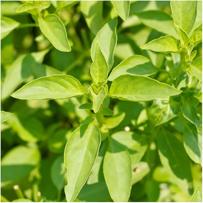 Seed Needs Genovese Basil/Lemon Basil Seeds for Planting Fresh Kitchen Herbs - Non-GMO Heirloom & Untreated Annual Herb Seed to Plant a Culinary Garden Indoors or Outdoors