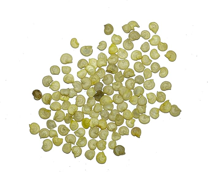 Seed Needs Rainbow Bell Pepper Seeds for Planting - Non-GMO, Heirloom & Untreated - Organically Grow a Home Grown Garden Outdoors for Healthy Vegetables (2 Packs)