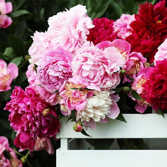 300+ Perennial Peony Flower Seeds for Planting Outdoor-Attracts Bees&Butterflies Fragrant Butterfly Non-GMO Heirloom Seeds