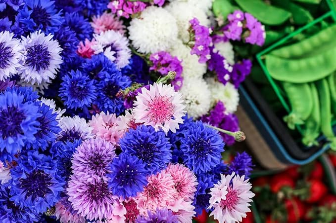 TomorrowSeeds - Cotton Candy Mix Tall Bachelor Button Seeds - 1000+ Count - for 2026 Planting Centaurea Multicolor Heirloom Tall Cornflower Flower Bouquet Edible Boutonniere Basket Corn Grow Your Own