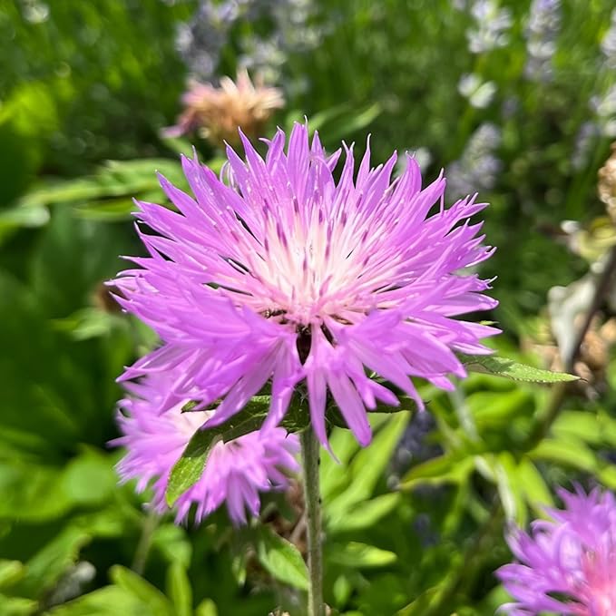 Mix Cornflower Seeds for Planting, 1000pcs Rare Perennial Cornflower Flower Seeds, Heirloom Non-GMO Open Pollinated Wildflowers for Home Garden Outdoors