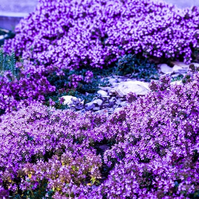 20000+ Creeping Thyme Seeds for Planting Outdoor-Ground Cover Plants Thymus Serpyllum Magic Carpet Plant in Your Home Garden Flowers Non-GMO Heirloom