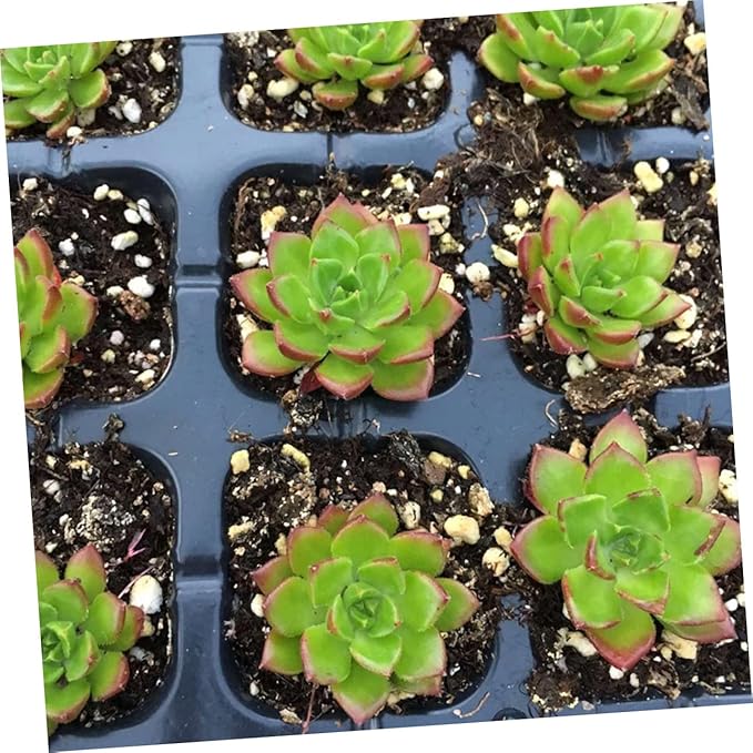 10pcs 50 50 Hole Tray Plug Tray Indoor Grow Plant Germination Kit Rapid Rooter Starter Plugs Starter Tray Nursery Trays 1020 Trays Startup Disk Plastic Succulents