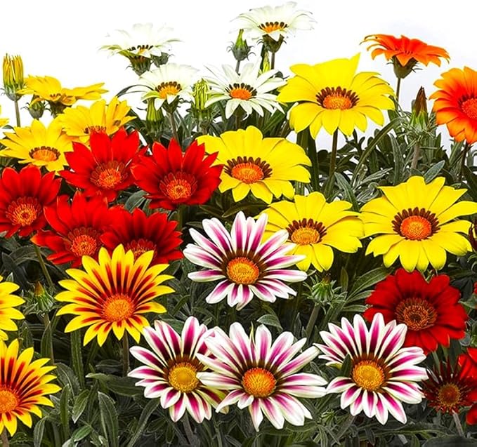 Showy Gazania Flower Mix Perennial 100+ Seeds for Planting Non-GMO Treasure Flower African Daisy