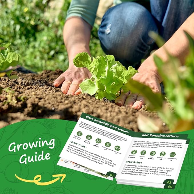 Heirloom Lettuce Seeds - 5 Varieties, Non-GMO Seeds for Planting - Black Seeded Simpson, Iceberg, Buttercrunch, Parris Island Cos & Lolla Rossa Lettuce - Home Garden & Hydroponic Seeds