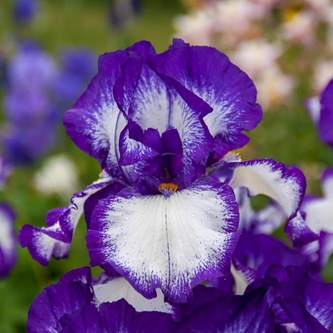 300+ Rare Iris Seeds for Planting - Mixed Iris Flower Seeds Exotic Perennial Flower Non-GMO Heirloom Garden Outdoor